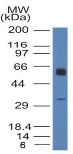 Thrombomodulin/BDCA-3 Antibody (6C8.2F9) - BSA Free, Novus Biologicals:Antibodies:Primary