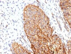 Thrombomodulin/BDCA-3 Antibody (THBD/1591), Novus Biologicals:Antibodies:Primary