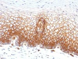 Thrombomodulin/BDCA-3 Antibody (THBD/1591), Novus Biologicals:Antibodies:Primary