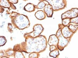 Thrombomodulin/BDCA-3 Antibody (THBD/1591), Novus Biologicals:Antibodies:Primary