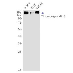 Thrombospondin-1 Rabbit anti-Human, Mouse, Clone: S06-5F3, Novus Biologicals 25 &mu;g | Buy Online | Novus Biologicals | Fisher Scientific