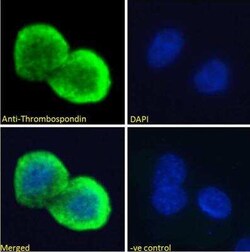 Thrombospondin-1 Antibody, Novus Biologicals 0.05 mg; Unconjugated:Antibodies,
