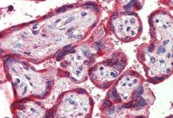 Thrombospondin-1 Antibody, Novus Biologicals 0.05 mg; Unconjugated:Antibodies,