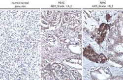 Thrombospondin-2 Antibody (GT147), Novus Biologicals 100 &mu;g | Buy Online | Novus Biologicals | Fisher Scientific
