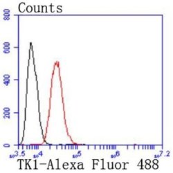 Thymidine Kinase 1 Rabbit anti-Human, Mouse, Clone: JF0970, Novus Biologicals