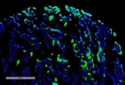 Thymidine glycol Rabbit anti-Human, Clone: B29, Novus Biologicals:Antibodies:Primary