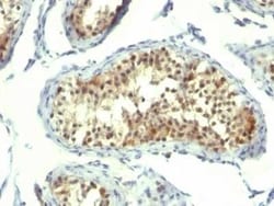 Novus Biologicals Thymidylate Synthase Antibody (TMS715) - Azide and BSA