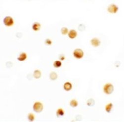 Thymopoietin/LAP2 Antibody - BSA Free, Novus Biologicals 0.1 mg; Unconjugated:Antibodies,