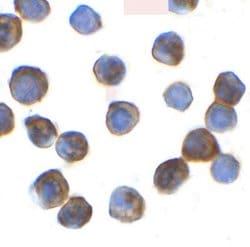 Thyroid receptor-interacting protein 12 Antibody - BSA Free, Novus Biologicals 0.1 mg | Buy Online | Novus Biologicals | Fisher Scientific