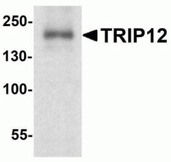 Thyroid receptor-interacting protein 12 Antibody - BSA Free, Novus Biologicals 0.1 mg | Buy Online | Novus Biologicals | Fisher Scientific