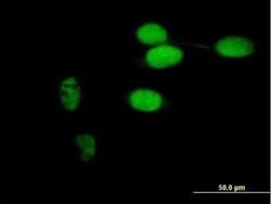 Timeless Antibody, Novus Biologicals 0.05 mg | Buy Online | Novus Biologicals | Fisher Scientific
