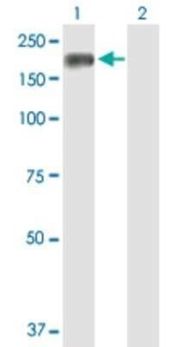 Timeless Antibody, Novus Biologicals 0.1 mg | Buy Online | Novus Biologicals | Fisher Scientific