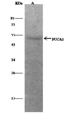 Tissue alpha-L-Fucosidase/FUCA1 Antibody, Novus Biologicals 50 &mu;g; Unconjugated:Anticorps,