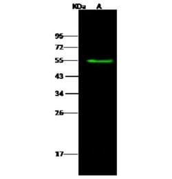Tissue alpha-L-Fucosidase/FUCA1 Antibody, Novus Biologicals 50 &mu;g; Unconjugated:Anticorps,