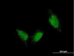 Titin Antibody (7D3), Novus Biologicals 0.1 mg, Unconjugated:Antibodies,