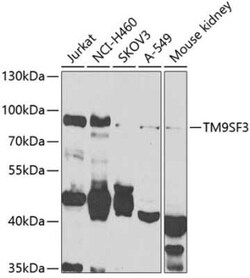 Tm9sf3 Antibody - BSA Free, Novus Biologicals 0.02 mL; Unconjugated:Antibodies,