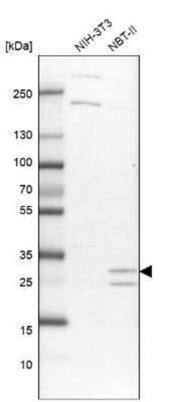 Tollip Antibody, Novus Biologicals 0.1 mL | Buy Online | Novus Biologicals | Fisher Scientific
