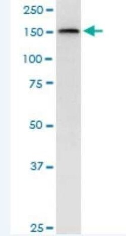 TopBP1 Antibody (6D12), Novus Biologicals 100 &mu;g | Buy Online | Novus Biologicals | Fisher Scientific