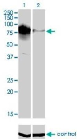 Topo III beta Antibody (4F11), Novus Biologicals 0.1 mg | Buy Online | Novus Biologicals | Fisher Scientific