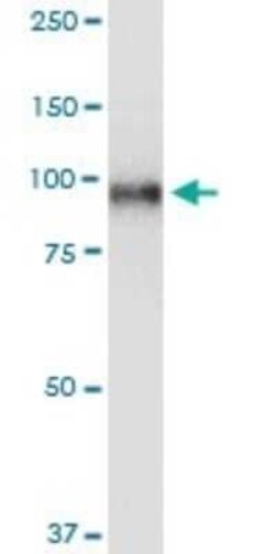 Topoisomerase I Antibody (1A1), Novus Biologicals 0.1 mg | Buy Online | Novus Biologicals | Fisher Scientific