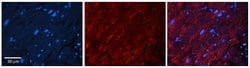 Torsin A Rabbit anti-Human, Polyclonal, Novus Biologicals 0.1ml; Unconjugated:Antibodies,