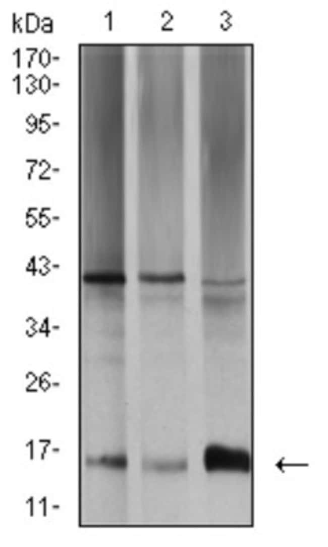 Toxoplasma gondii SAG2 Antibody (1D12B8) - BSA Free, Novus Biologicals ...