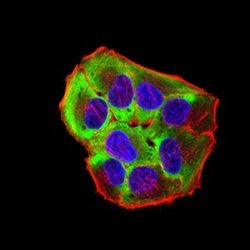 Toxoplasma gondii ROP1 Antibody (3D4B2) - BSA Free, Novus Biologicals:Antibodies:Primary