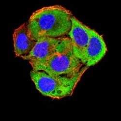 Toxoplasma gondii ROP1 Antibody (3D4B2) - BSA Free, Novus Biologicals:Antibodies:Primary