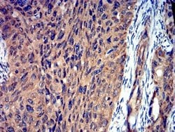 Toxoplasma gondii ROP1 Antibody (3D4B2) - BSA Free, Novus Biologicals:Antibodies:Primary
