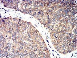 Toxoplasma gondii ROP1 Antibody (3D4B2) - BSA Free, Novus Biologicals:Antibodies:Primary