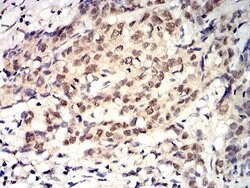 Toxoplasma gondii ROP1 Antibody (4A7E12) - BSA Free, Novus Biologicals 0.1 mL | Buy Online | Novus Biologicals | Fisher Scientific