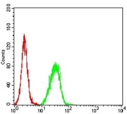 Toxoplasma gondii SAG2 Antibody (1D12B8) - BSA Free, Novus Biologicals