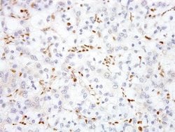 Transcription factor E3 Antibody (IHC672), Novus Biologicals Transcription