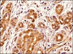 Transportin 1 Antibody (D45) - Azide and BSA Free, Novus Biologicals 0.1