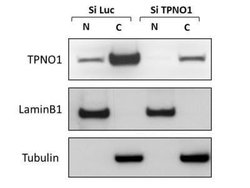 Transportin 1 Antibody (D45) - Azide and BSA Free, Novus Biologicals 0.1