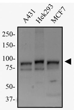 Transportin 1 Antibody (D45) - Azide and BSA Free, Novus Biologicals 0.1