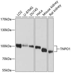 Transportin 1 Antibody - BSA Free, Novus Biologicals 0.02 mL, Unconjugated:Antibodies,