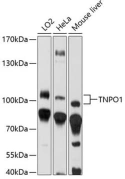 Transportin 1 Antibody - BSA Free, Novus Biologicals 0.02 mL; Unconjugated:Antibodies,