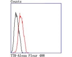 Transthyretin/Prealbumin Rabbit anti-Human, Clone: JM11-43, Novus Biologicals