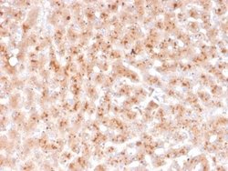Transthyretin/Prealbumin Antibody (TTR/4292) - Azide and BSA Free, Novus