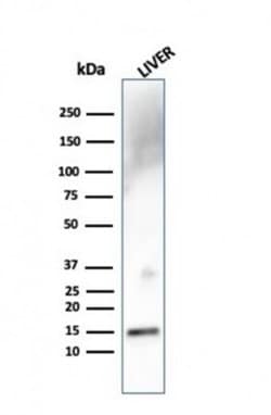 Transthyretin/Prealbumin Antibody (TTR/4292) - Azide and BSA Free, Novus