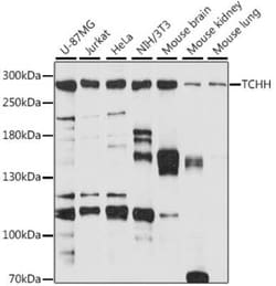Trichohyalin Antibody - Azide and BSA Free, Novus Biologicals 0.1 mL, Unconjugated:Anticorps,