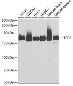 Tripeptidyl peptidase II Antibody - BSA Free, Novus Biologicals 0.02 mL | Buy Online | Novus Biologicals | Fisher Scientific