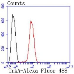 TrkA Antibody (JJ084-04), Novus Biologicals 100&mu;L:Antibodies, Monoclonal