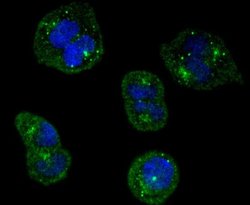 TrkA Antibody (JJ084-04), Novus Biologicals 100&mu;L:Antibodies, Monoclonal
