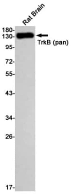 TrkB Antibody (S01-8H1), Novus Biologicals 50 &mu;g; Unconjugated:Antibodies,