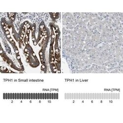 Tryptophan Hydroxylase 1/TPH-1 Antibody, Novus Biologicals:Antibodies:Primary