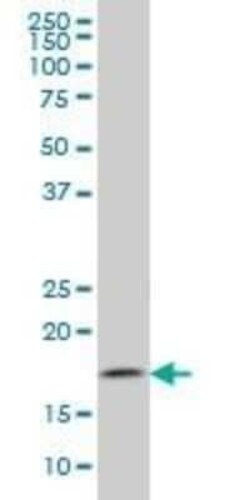 Tryptophan rich protein Antibody (2A3), Novus Biologicals 0.1 mg | Buy Online | Novus Biologicals | Fisher Scientific