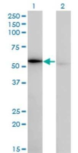Tryptophanyl tRNA synthetase Antibody (3A12), Novus Biologicals 0.1 mg | Buy Online | Novus Biologicals | Fisher Scientific