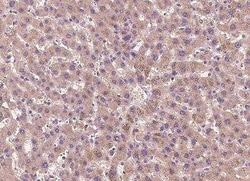 Tubby Antibody, Novus Biologicals:Anticuerpos:Anticuerpos primarios